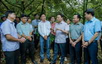 Nhiều rủi ro khi sầu riêng tăng trưởng nóng