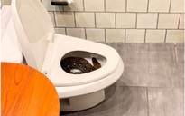 3 giờ sáng vào nhà vệ sinh, phát hiện con trăn lớn trong bồn cầu