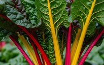 Ngày mới với tin tức sức khỏe: Món rau xào giúp kiểm soát cholesterol