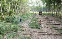 Vì sao chủ đầu tư đánh trượt thầu Tập đoàn Sơn Hải?