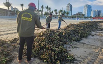 Bãi Sau Vũng Tàu lại bị rác 'tấn công'