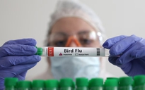 Brazil phát hiện cúm gia cầm ở chim hoang dã