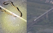 Con rắn chặn đoàn tàu cao tốc shinkansen của Nhật Bản