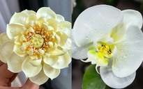 Chàng trai nặn hoa từ kem tươi, dân mạng 'không tin được' vì nhìn như thật