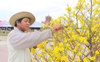 Độc đáo hàng trăm cây mai vàng nở trái mùa, rực rỡ Vesak 2025: Chủ vườn bật mí