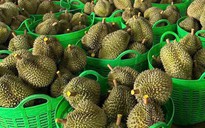 Bác thông tin sai lệch 'sầu riêng nhúng hóa chất' tại Đắk Nông