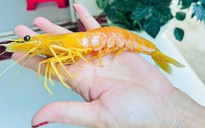 Chuyện lạ miền Tây: Bắt được tôm sú vàng óng, 3 râu nuôi làm cảnh