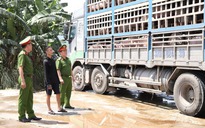 Chủ hàng phải chịu chi phí tiêu hủy 180 con lợn nhiễm dịch tả châu Phi