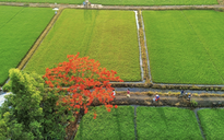 'Cây phượng cô đơn' giữa đồng xanh ở TP.HCM lại gây sốt: Đỏ rực một góc trời