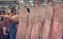 Giá heo hơi hôm nay 9.5.2025: Bất ngờ tăng trở lại