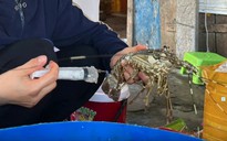 Nghiêm trị hành vi sản xuất, kinh doanh thực phẩm bẩn