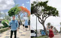 Cây phượng nửa lá nửa hoa 'độc lạ Vũng Tàu' khiến du khách ngỡ ngàng hè 2025