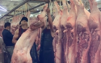 Giá heo hơi hôm nay 11.6.2025: Giảm nhẹ ở phía nam
