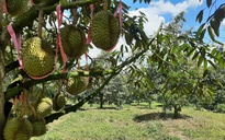 Bầu Đức tuyển gấp hàng trăm kỹ thuật viên sầu riêng, thưởng tiền cho người giới thiệu