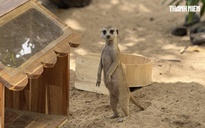 Vườn thú mới toanh ngay trung tâm TP.HCM hè 2025: Capybara, cầy Meerkat... bé nào cũng mê