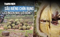 Sầu riêng chín rụng có ngon như lời đồn?