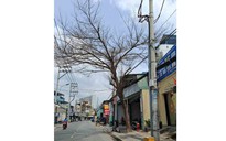 Hai cây chết khô chưa được xử lý