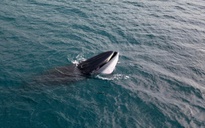 Cá voi dài 10 m săn mồi gần bờ biển Quy Nhơn