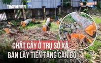 Chuyện lạ ở Bình Định: Chặt cây ở trụ sở xã bán lấy tiền tặng cán bộ nghỉ hưu