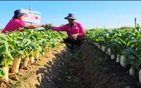Nông dân đổi đời nhờ trồng củ cải và hành tím trên đất giồng cát
