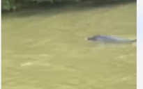 Hy hữu ở Cà Mau: Cá heo xuất hiện trên sông Gành Hào