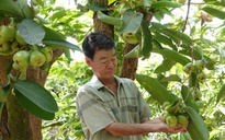 Mận xanh đường 'hồi sinh', nhà vườn miền Tây thu nhập hàng trăm triệu đồng/năm