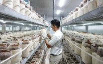 Chàng trai thu lãi hàng trăm triệu đồng nhờ nấm mối đen