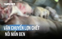 Chặn đứng chuyến hàng chở lợn chết nổi mẩn đen ở Quảng Trị