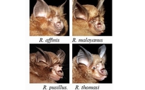 Báo cáo mới nhất về nguồn gốc SARS-CoV-2