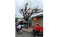 Cây chết khô lâu ngày chưa xử lý