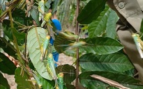 Đàn châu chấu ‘khủng’ phá hoại tại Quảng Bình