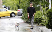 Iran siết chặt quy định cấm dắt chó đi dạo