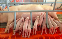 Giá heo hơi hôm nay 9.6.2025: Giảm nhiều nơi