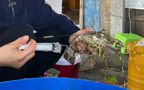 Bắt quả tang cơ sở bơm tạp chất vào tôm hùm chết lừa người tiêu dùng