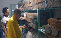 Khát vọng trầm hương của 'nhà sư Thị Kính': Rừng dó bầu nơi cửa Phật