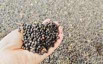 Giá tiêu tăng mạnh do nguồn cung khan hiếm