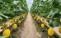 'Mạch nguồn' tiết kiệm điện của cha