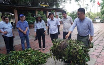 Thân phận lục bình Nam bộ: Dược liệu quý hay của nợ?