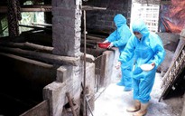 Ngăn lợn bệnh tuồn ra thị trường