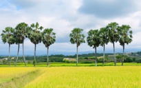 Về miền Tây ngắm hàng thốt nốt trăm tuổi, nghe chuyện nấu đường ở Vĩnh Long