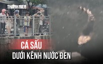 Cá sấu 'ung dung' phơi nắng dưới Kênh Nước Đen