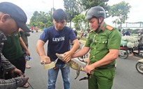 Bàn giao cá sấu bắt được dưới kênh Nước Đen ở TP.HCM cho kiểm lâm cứu hộ