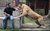 Xu hướng nuôi sư tử làm thú cưng gây tranh cãi ở Thái Lan