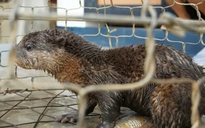 Quảng Trị: Rái cá, tê tê Java ‘đi lạc’ được người dân cứu hộ