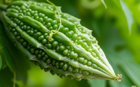 Khổ qua 'trị' tiểu đường, nhưng cần lưu ý điều này khi ăn