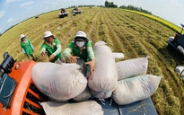 Xuất khẩu gạo Việt tăng kỷ lục