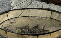 Cà Mau: Mô hình khuyến nông hỗ trợ nuôi tôm nhưng biên bản ghi thả cá kèo