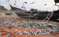 Ngư dân Vịnh Mốc trúng đậm cá trích, kiếm tiền triệu mỗi ngày