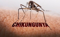 Bệnh Chikungunya bùng phát trên thế giới, TP.HCM giám sát phát hiện ra sao?