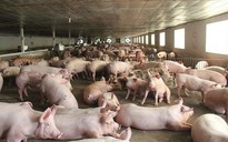 Giá heo hơi hôm nay 11.8.2025: Tăng trở lại